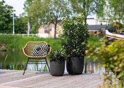 Capi Europe bloemPot bol Smooth NL zwart h41xb43 Ø 38 cm - afbeelding 3
