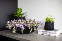 Capi Europe Schaal groove zwart h15xb40 Ø35 cm - afbeelding 2