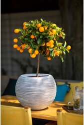 Capi Europe Vaas bol Rib NL ivoor h32xb40 Ø 24-25 cm - afbeelding 2