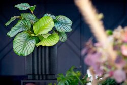 Capi Europe vaas cilinder groove nl zwart h38xb35 Ø29-30 cm - afbeelding 2