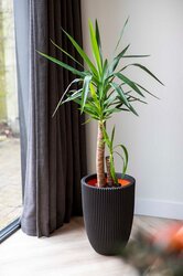 Capi Europe vaas elegant laag groove nl zwart h46xb34 Ø 29-30 cm - afbeelding 3
