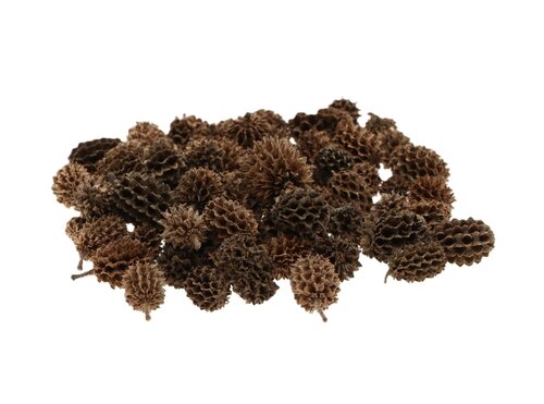 Casuarina pods 40g naturel