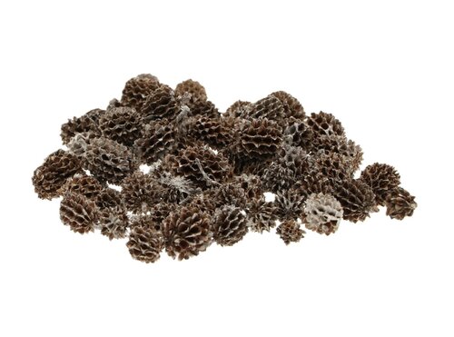 Casuarina pods 40g wit