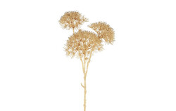 Countryfield Alliumsteel 12x25x114cm beige