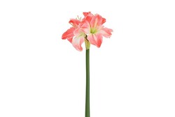 Countryfield Amaryllissteel 17x16x65cm roze