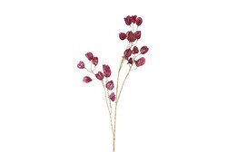 Countryfield Bloem abutilon 11x22x104cm prs