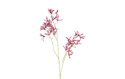 Countryfield Bloem forsythia 12x20x105cm prs