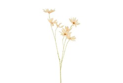 Countryfield Magnolia stellata 13x23x113cm gd