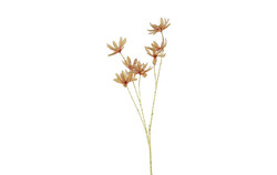 Countryfield Magnolia stellata 13x23x113cm goud