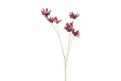 Countryfield Magnolia stellata 13x23x113cm prs