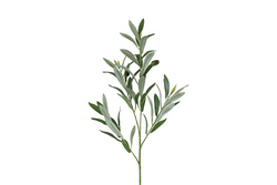 Countryfield Olea l5b20h80cm groen