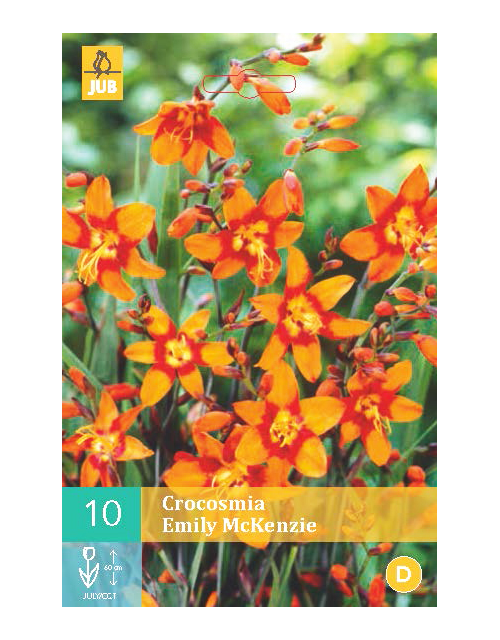Crocosmia Emily Mckenzie