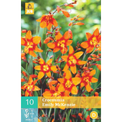 Crocosmia Emily Mckenzie