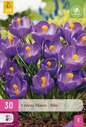 Crocus blauw 30st - afbeelding 1