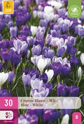 Crocus blauw/wit 30st - afbeelding 2