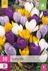 Crocus grootbloemig mix 30st - afbeelding 2