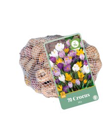 Crocus mix 70st - afbeelding 2