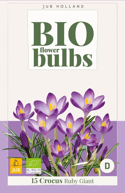 Crocus sp. ruby giant bio 15st - afbeelding 1