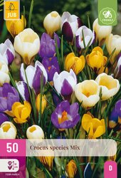 Crocus species mix 50st - afbeelding 1