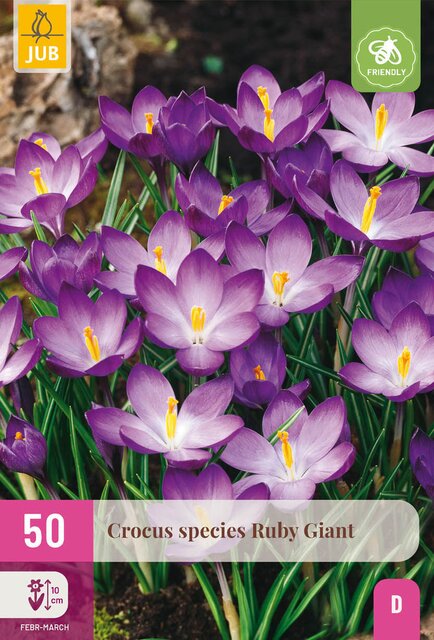 Crocus species ruby giant 50st - afbeelding 1