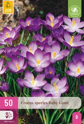 Crocus species ruby giant 50st - afbeelding 2