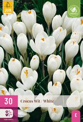 Crocus wit 30st - afbeelding 1