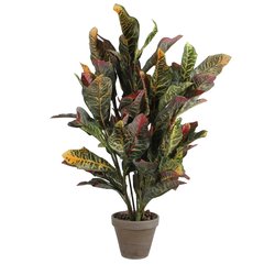 Mica Croton groen in pot Stan grijs