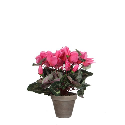 Mica Cyclaam licht roze in pot Stan grijs
