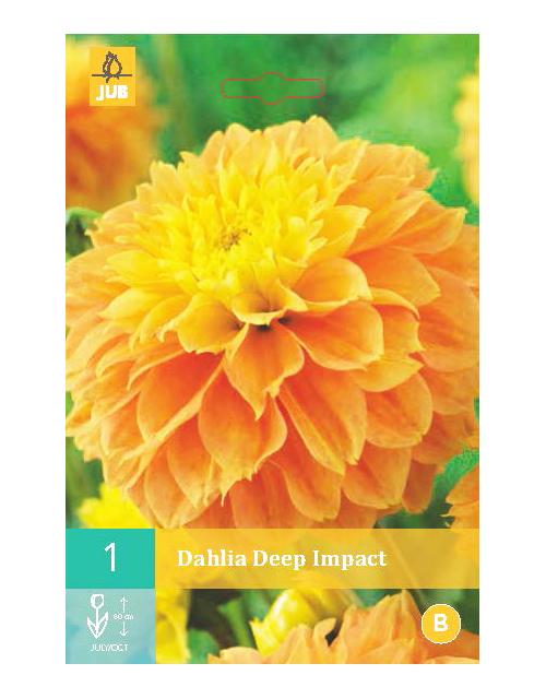Dahlia Deep Impact