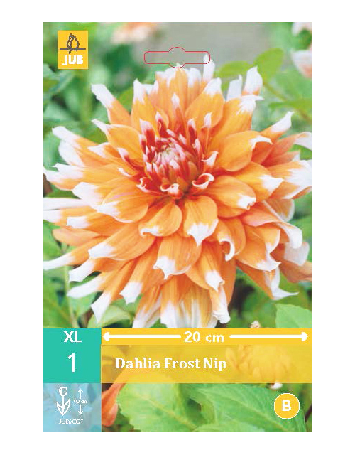 Dahlia Frost Nip