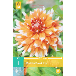 Dahlia Frost Nip