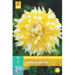 Dahlia Grand Prix
