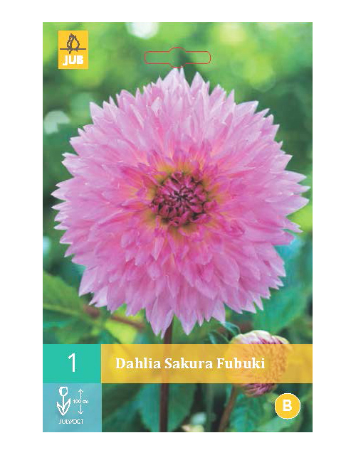 Dahlia Sakura Fubuki