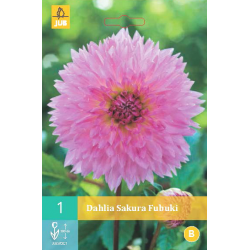 Dahlia Sakura Fubuki