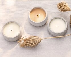 Decoris citronella in cement pot Ø13xH6 cm 3 assorti - afbeelding 2