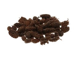 Dennenappel berk 30g naturel