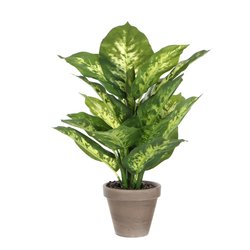 Mica Dieffenbachia groen in pot Stan grijs H40cm