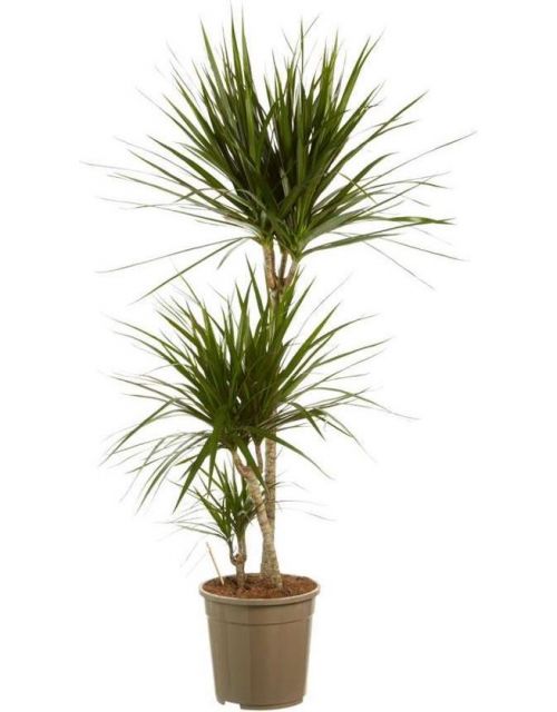 Dracaena Marginata