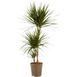 Dracaena Marginata