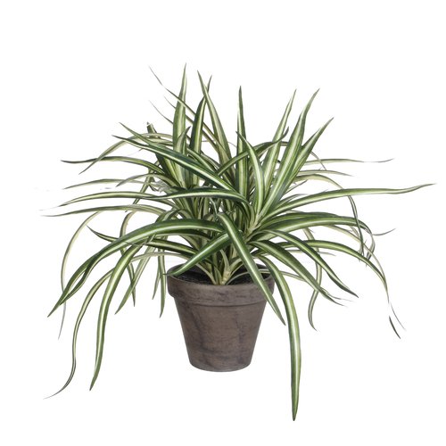 Mica Dracaena wit in pot Stan grijs