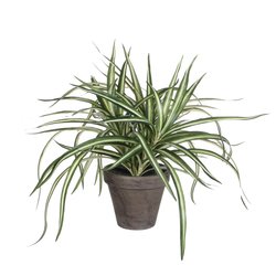 Mica Dracaena wit in pot Stan grijs