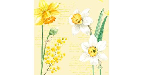 Duni Servet 33x33cm daffodil 20st