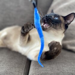 Duvo Hengel catchy slangen mix dspl