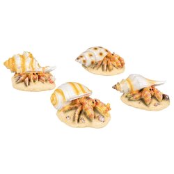 EBI Deco heremietkreeft 4 assorti l9b6h4,9cm