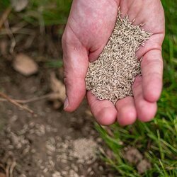 Ecostyle Graszaad-Herstel 2 kg - afbeelding 3