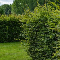 Ecostyle Hagen-AZ 2,75 kg - afbeelding 7