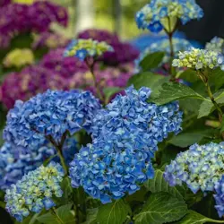 Ecostyle Hortensia-AZ 800 g - afbeelding 4