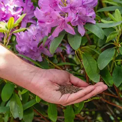 Ecostyle Rhodo & Azalea-AZ 1,6 kg - afbeelding 3