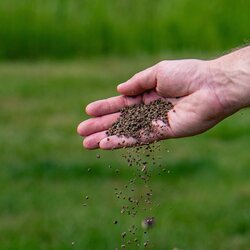 Ecostyle Sedum & groene daken-az 1.6kg - afbeelding 5