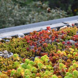 Ecostyle Sedum & groene daken-az 800 gram - afbeelding 3